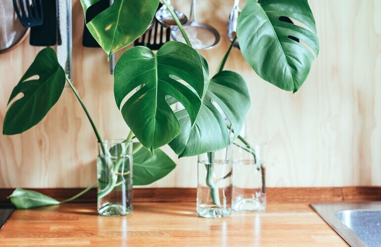 Welke planten zijn geschikt voor jouw veranda of tuinkamer verasol d2f83d23